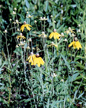 yellow coneflower photo